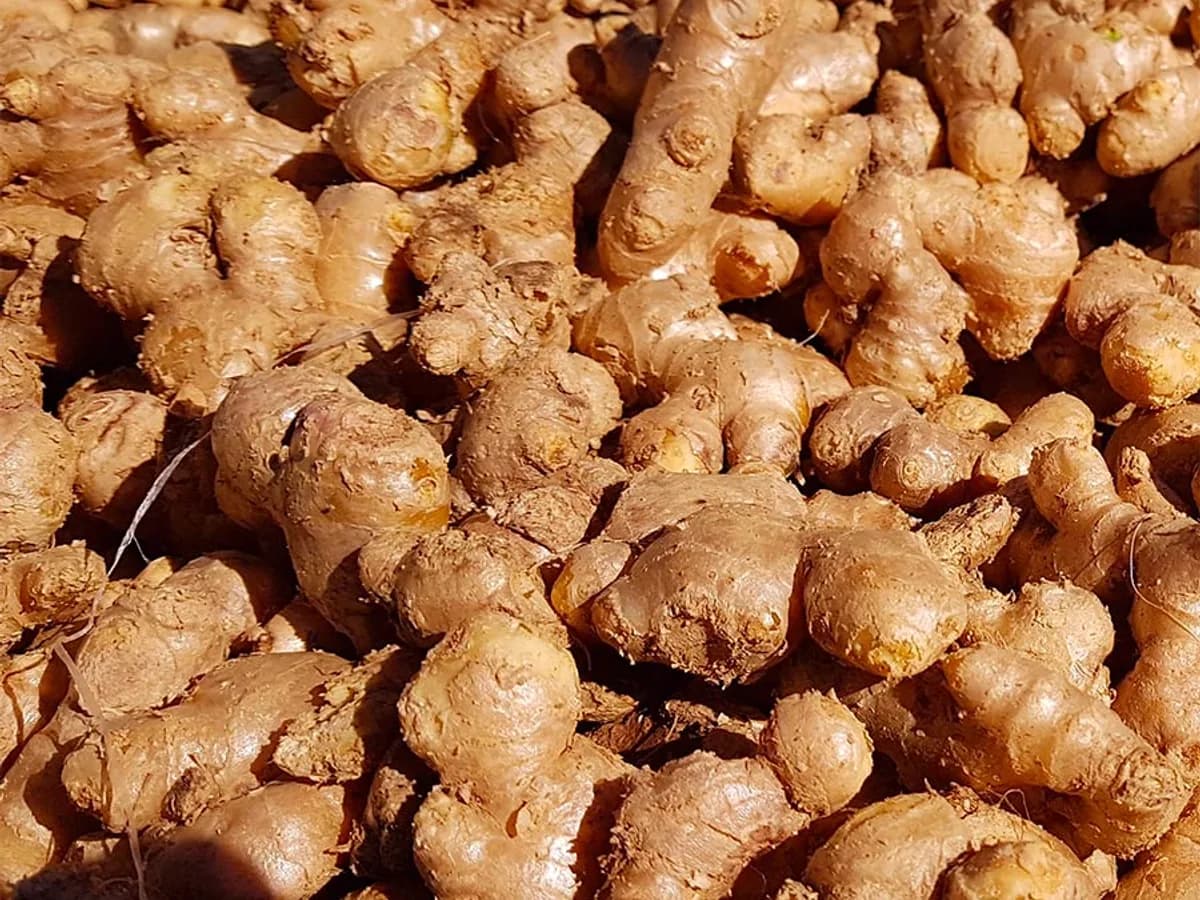 Gingembre Frais d'Afrique 500g - Food & Küche - Berlin