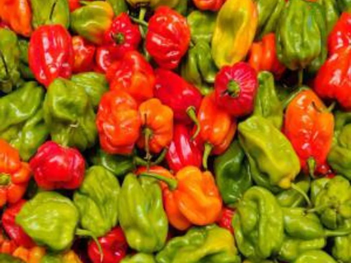 Piment Frais Africain (Barquette) - Lebensmittel - Hamburg